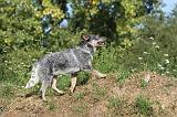 BOUVIER AUSTRALIEN 099